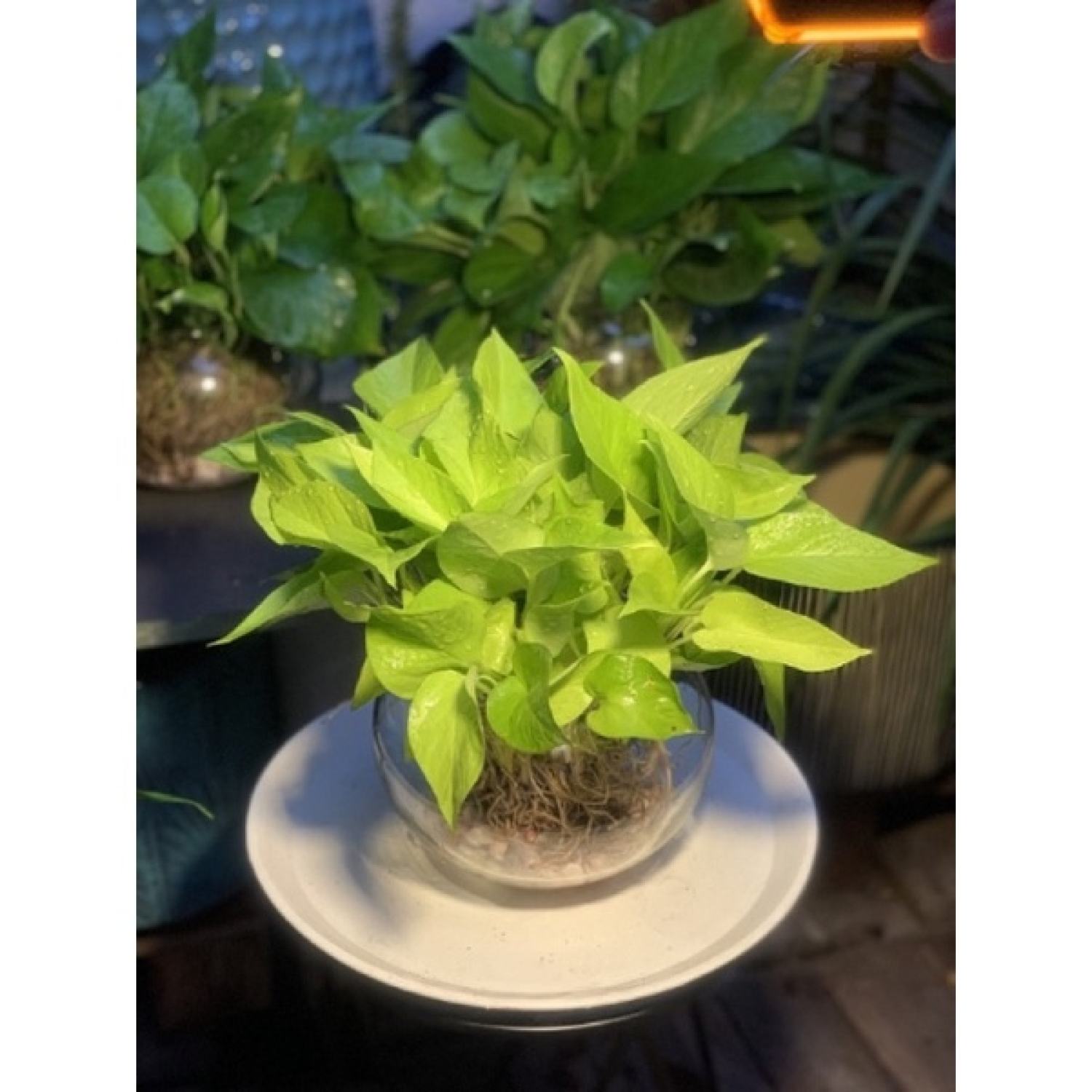 Trầu bà thái vàng (trồng thuỷ sinh được)