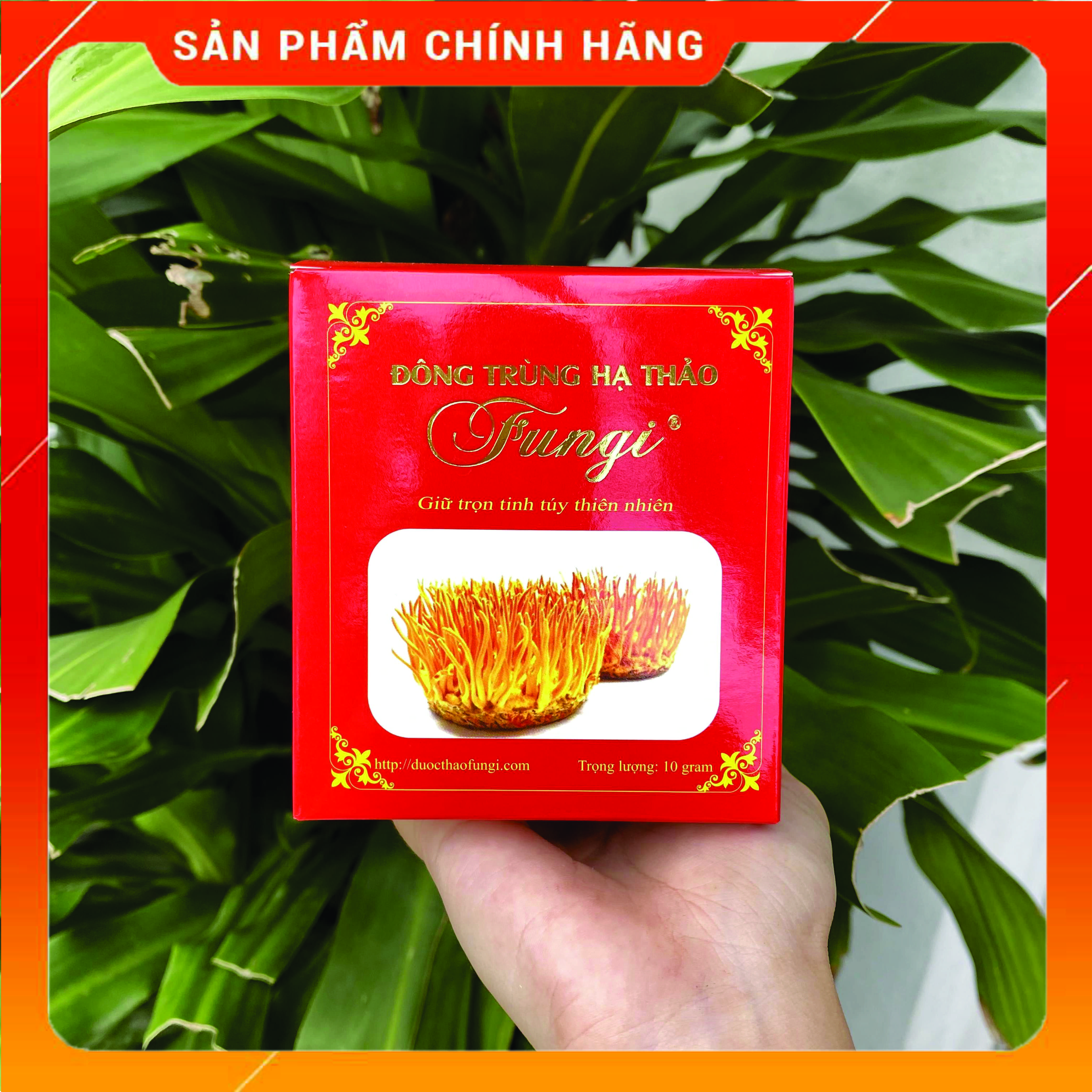 Đông Trùng Hạ Thảo Fungi sấy vụn 15gr