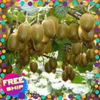 Cây kiwi ruột vàng giống nhập khẩu nguyên bầu