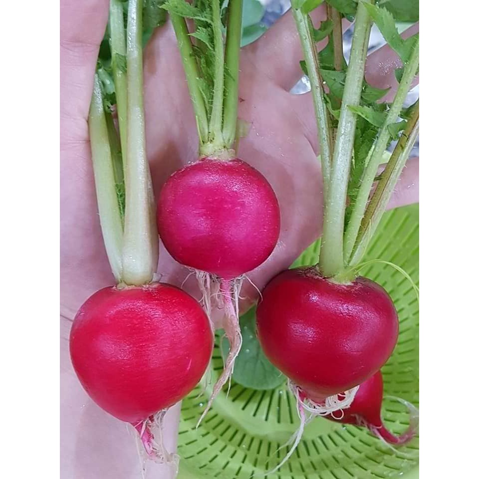 32C Gói 50 Hạt Giống Củ Cải Đỏ Cherry - Cưng xỉu luôn về vẻ đẹp của e ý - Củ cải đỏ Đức