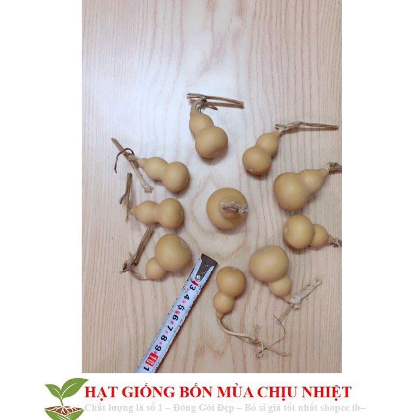 MJ216 Hạt Giống Bầu Hồ Lô - Mini Siêu Kute (Lagenaria siceraria) 5 hạt