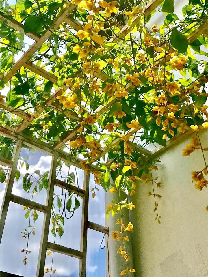 Cây hoa Leo LAN HOÀNG DƯƠNG hoa siêu đẹp, cây nguyên chậu