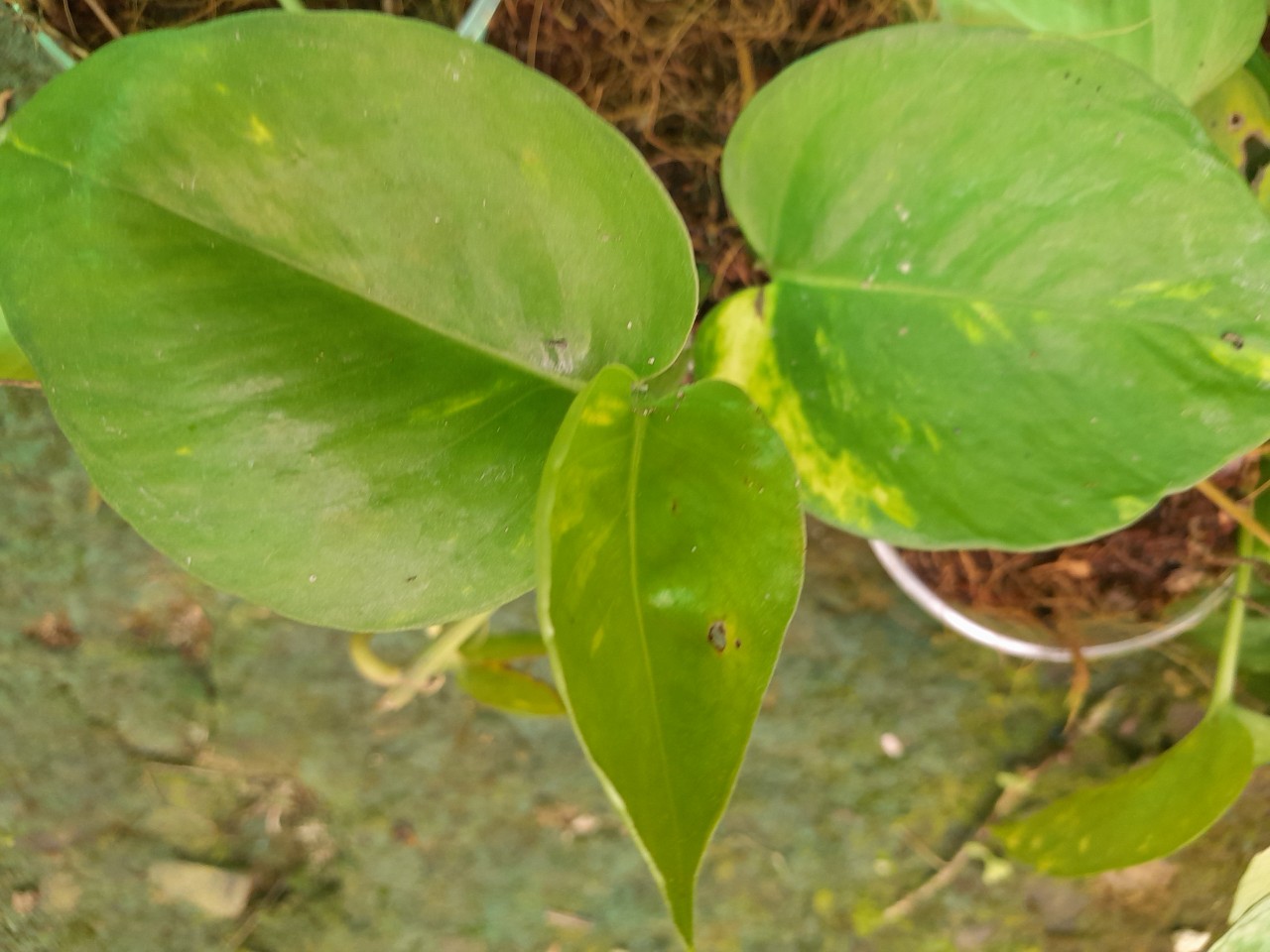 Cây Trầu bà ( trồng đất hoặc thủy sinh đều được)