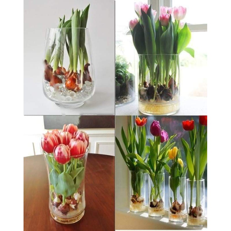 Củ Hoa Tulip Nhiều Màu Chơi Tết