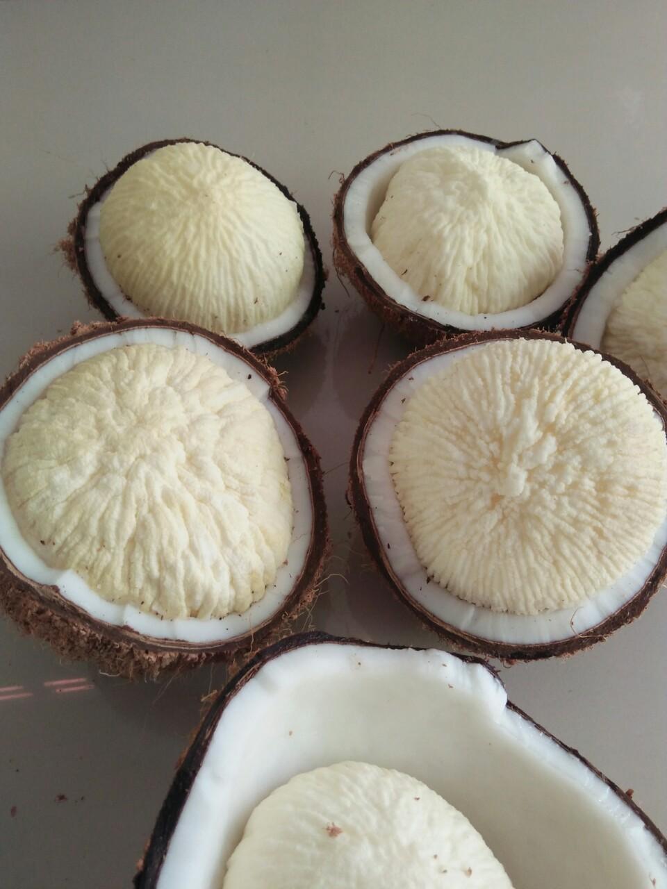 Mộng dừa  ( 2 trái dừa có mộng to )