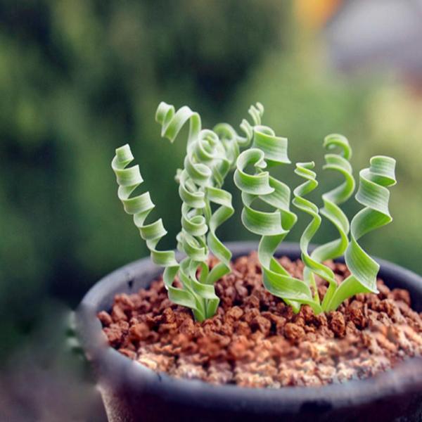 [Mới] - Hạt giống cỏ xoắn ốc  giá rẻ