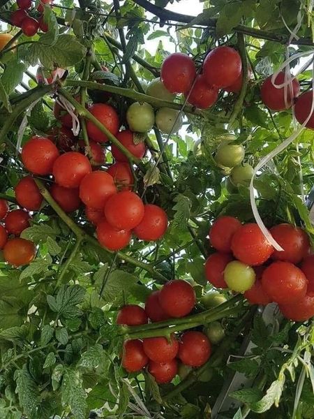 Hạt giống cà chua bạch tuộc( cà chua leo giàn) gói 30 hạt