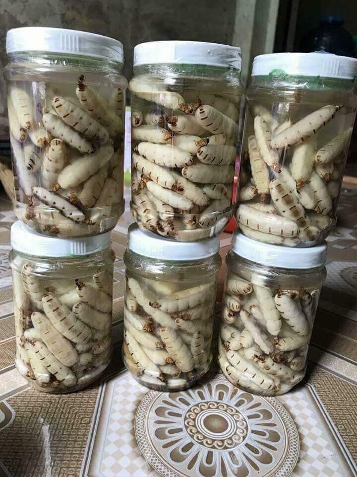 20 CON MỐI CHÚA SIZE NHỠ