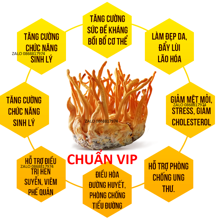 ĐẸP+CHUẨN TOP1]HŨ ĐÔNG TRÙNG HẠ THẢO NỘI SƠN-TĂNG CƯỚNG SỨC-KHỎE-SINH LÝ