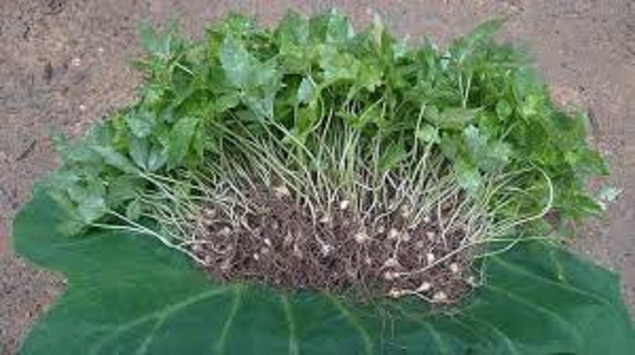 CÂY GIỐNG SÂM NGỌC LINH