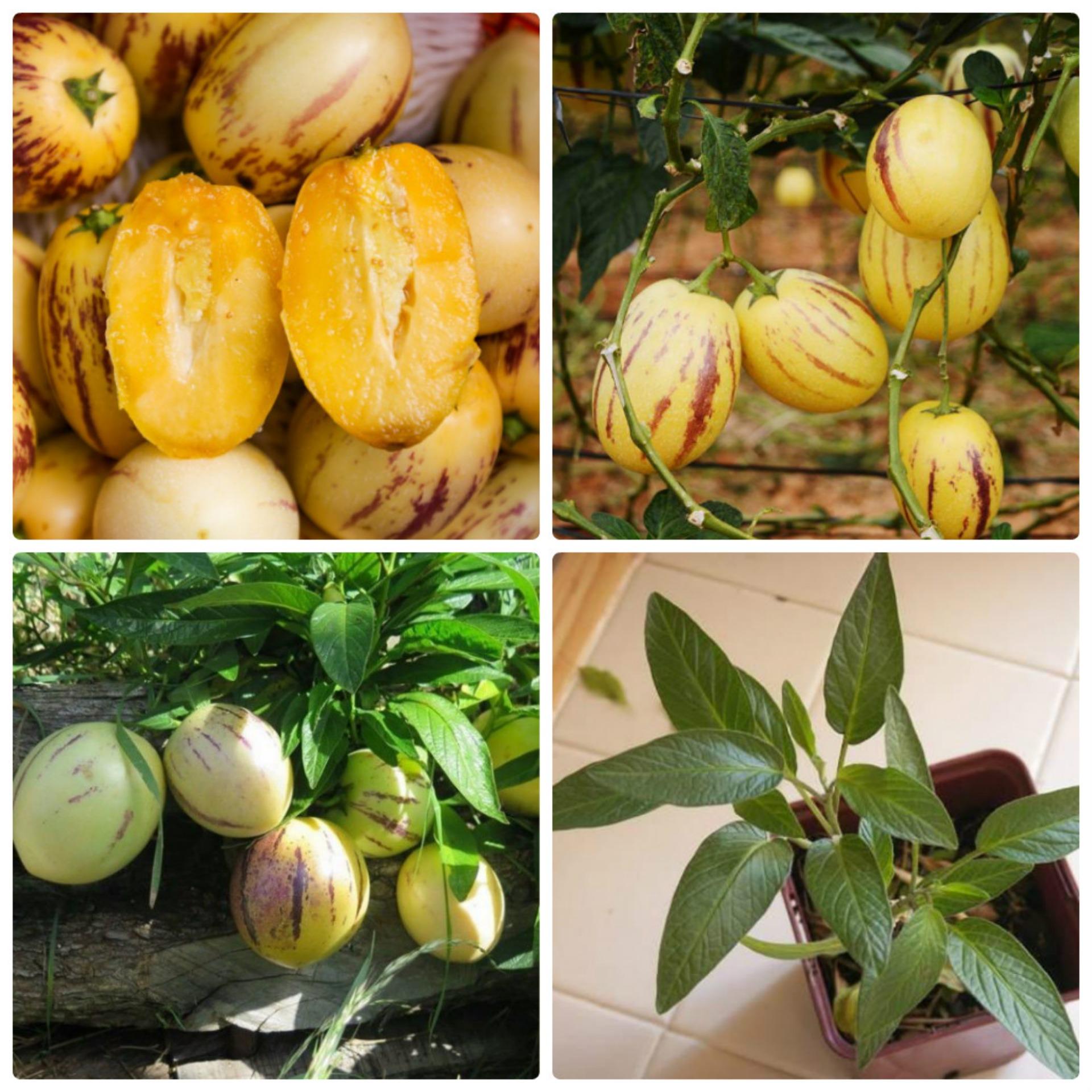 4 Hạt giống Dưa Pepino (tặng Kích nẩy mầm, Hướng dẫn ươm)