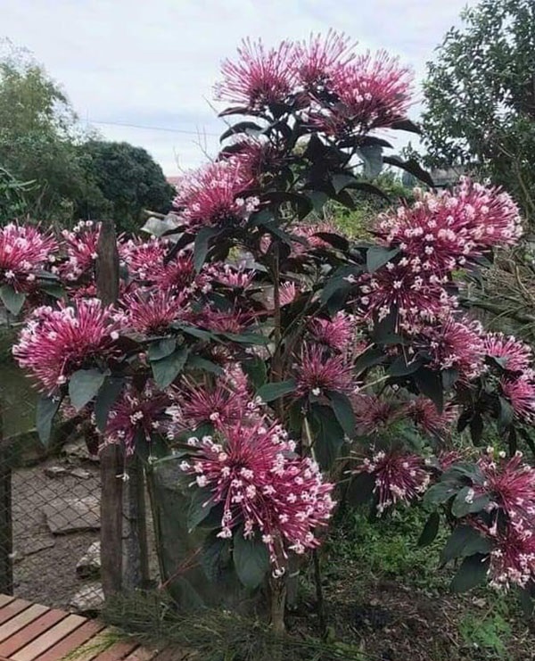 Cây Giống Hoa Thiên Phúc - cây giống nhỏ