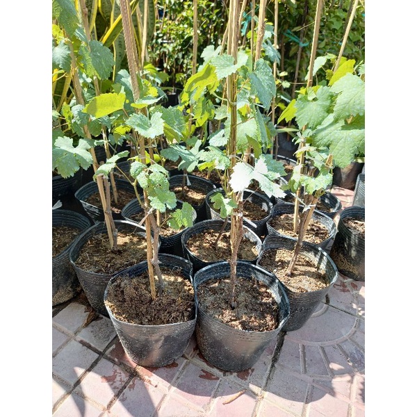 cây nho tim trái ngọt