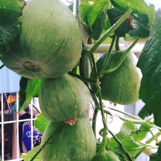 Hạt giống Dưa Lê Siêu Ngọt Popoca