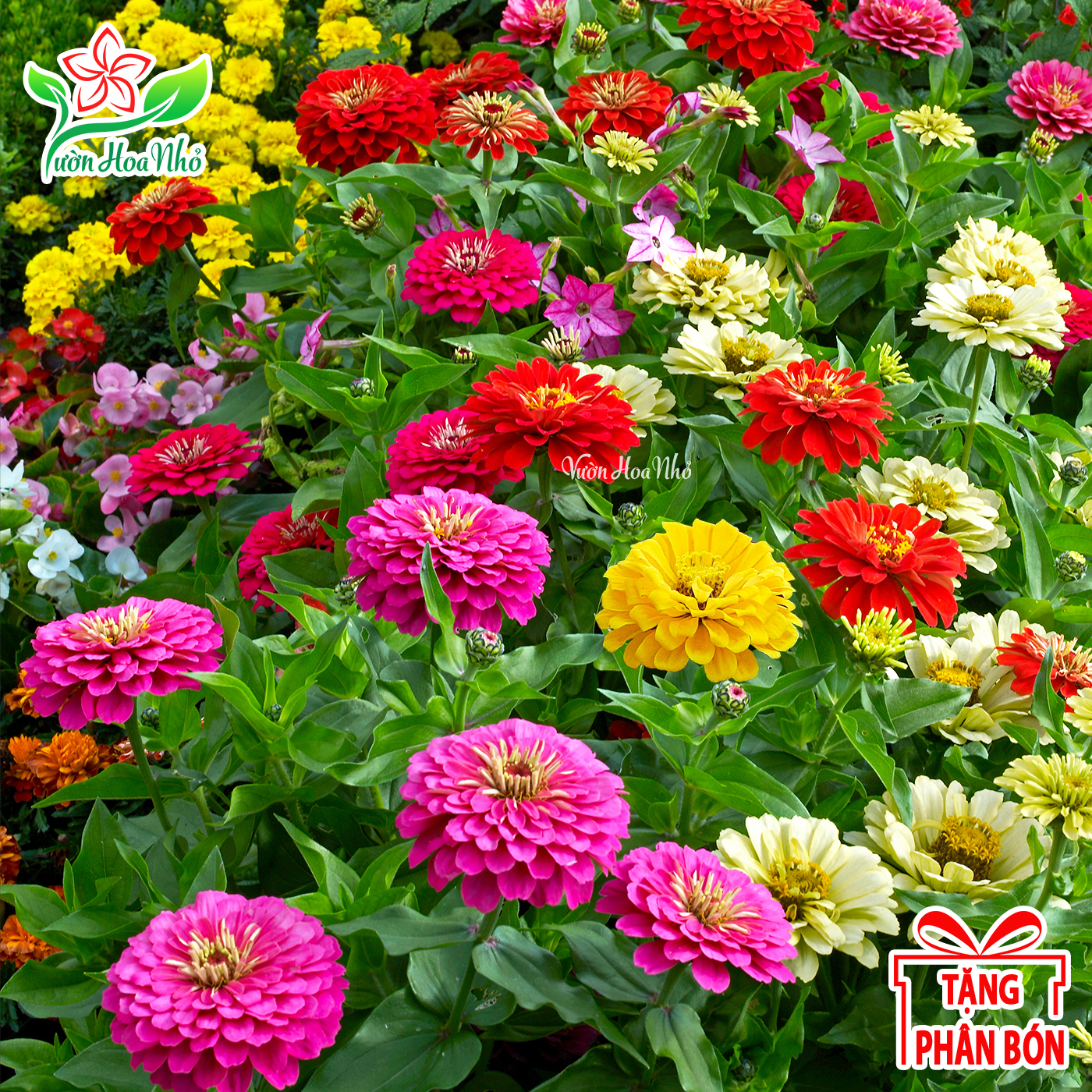 Hạt giống hoa cúc lá nhám