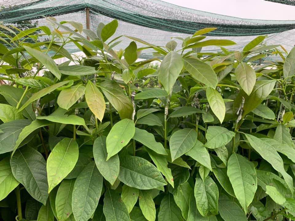Cây giống Bơ Sáp Da Xanh (ghép siêu sớm 18 tháng cho trái) (cửa hàng cây giống f1)