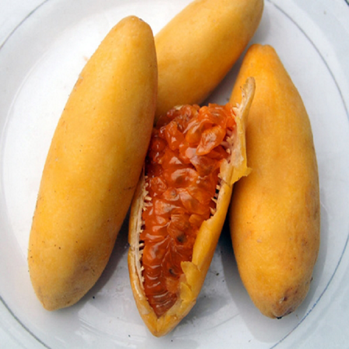 CÂY GIỐNG CÂY CHANH LEO CHUỐ