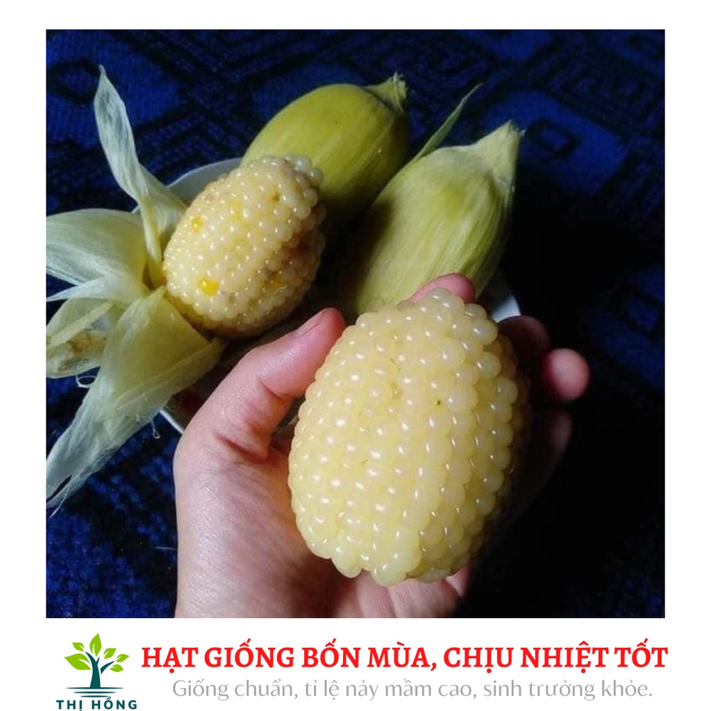 Hạt giống bắp nếp nù 50g (bắp nù sữa, ngô nếp nù, ăn có vị thơm, dẻo đặc trưng)