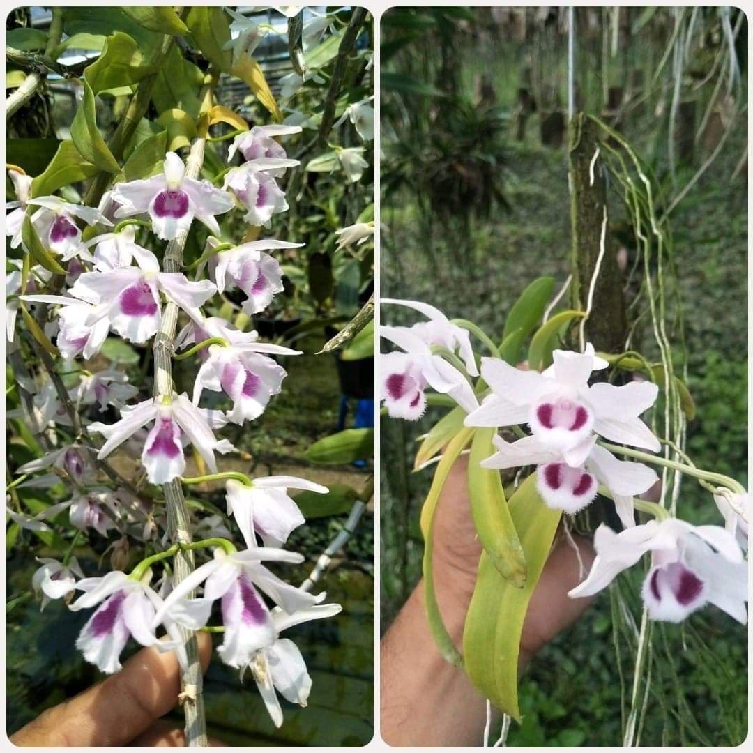 1 BẢNG (1 GIÒ) PHI ĐIỆP 5CT (CÁNH TRẮNG) PHÚ THỌ TO ĐẸP HÀNG GIEO HẠT
