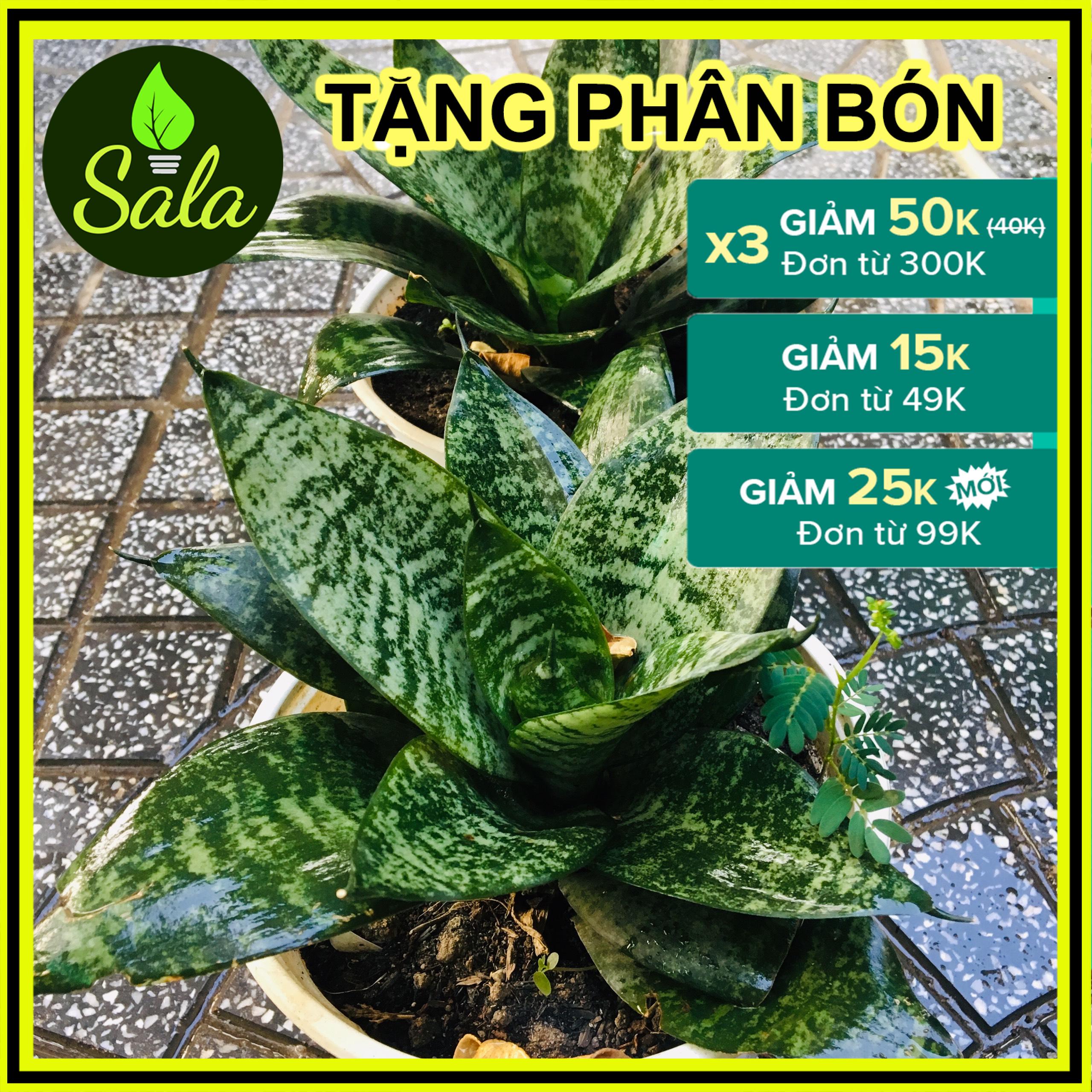 CÂY LƯỠI HỔ LÙN XANH XÒE Y HÌNH