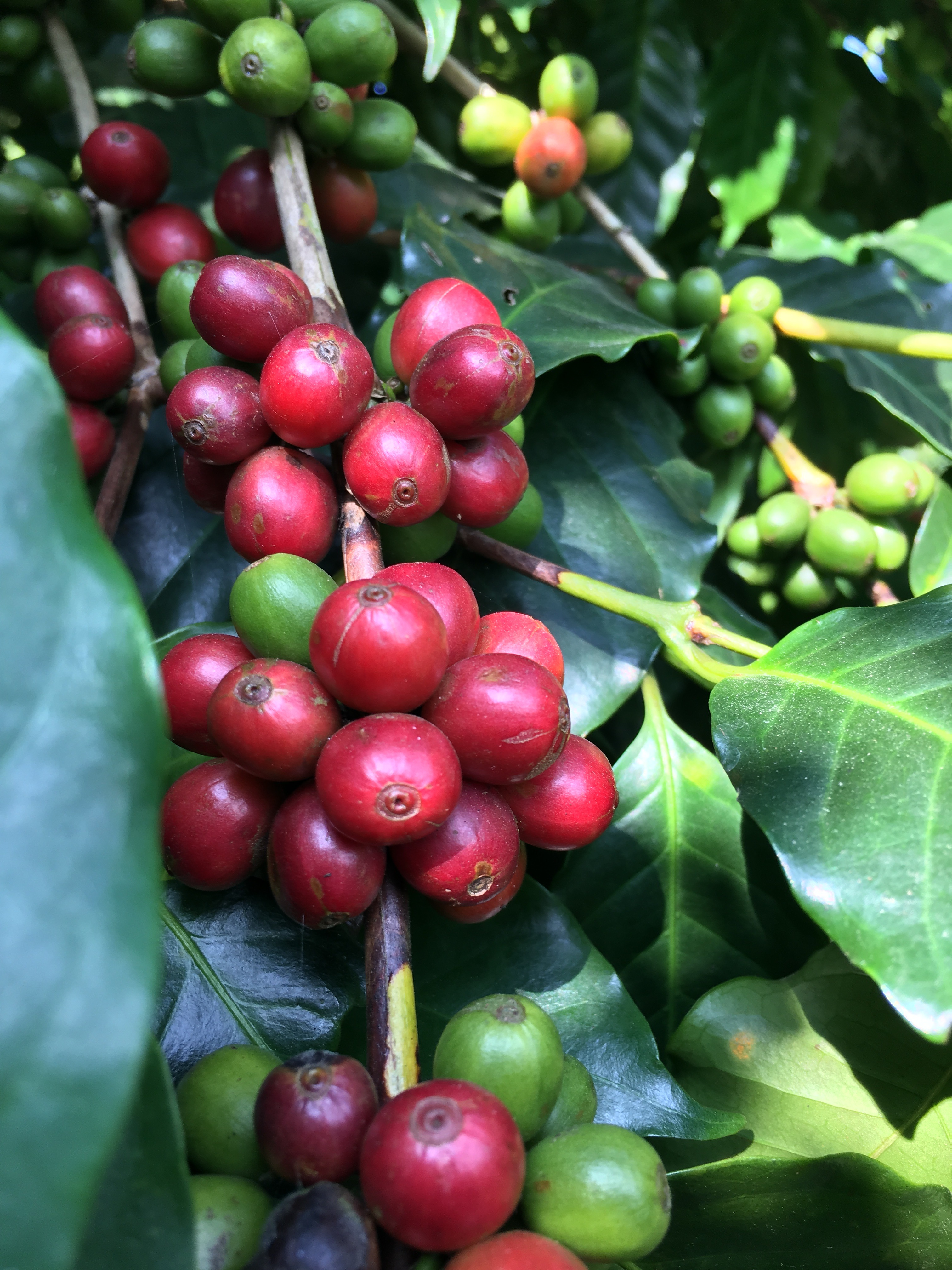 Túi thơm cà phê arabica