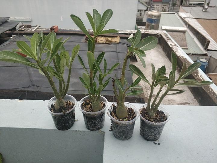 [HCM]Sứ kim tử tháp somalen loại đẻ nhánh (KM:khi mua 3 cây tặng 5 hạt sứ kim tự tháp cùng loại)