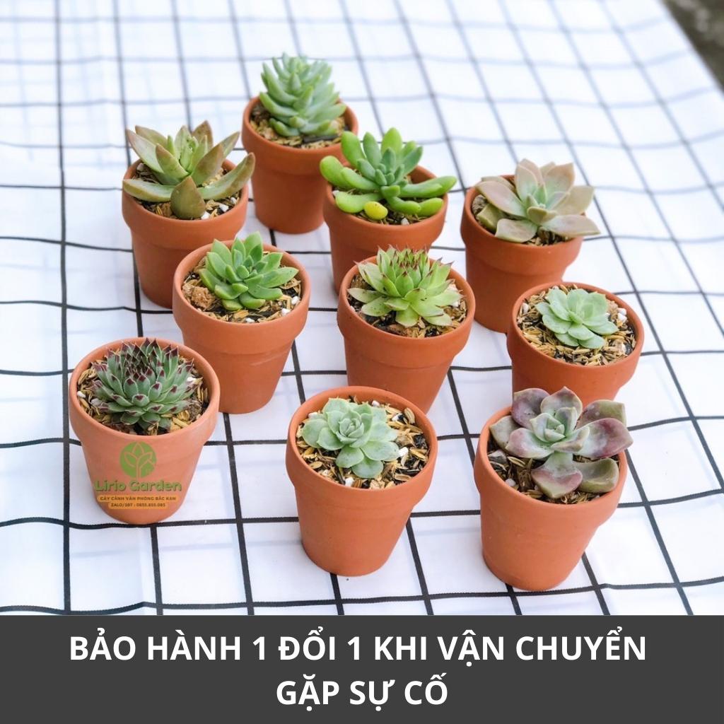 combo 10 cây sen đá kèm 10 chậu đất nung [ gửi cây ngẫu nhiên ]