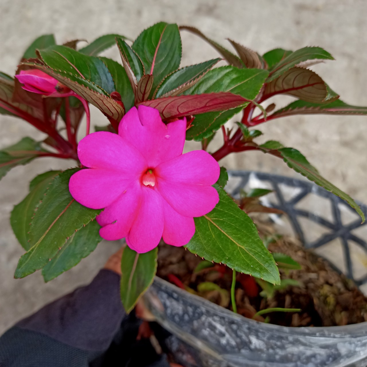 Chậu cây mai dạ thảo, mai địa thảo