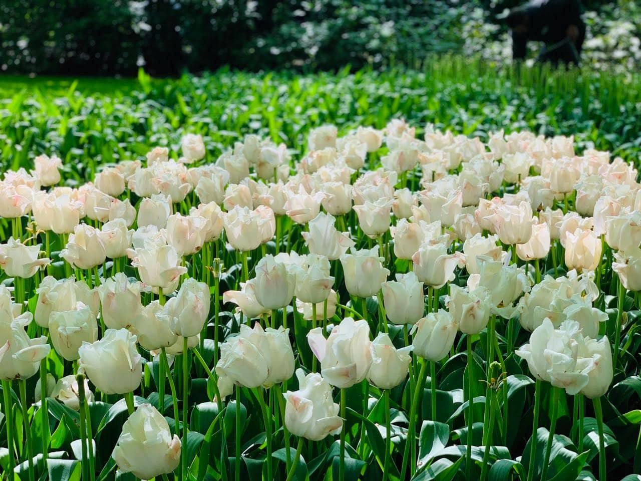 Combo 5 củ tulip hà lan (5 màu khác nhau)
