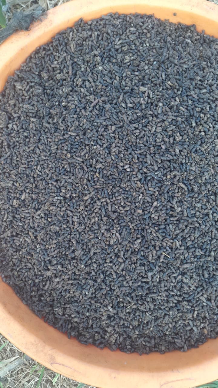 Phân Dơi Cầu Kè (Trà Vinh) nguyên chất 100%