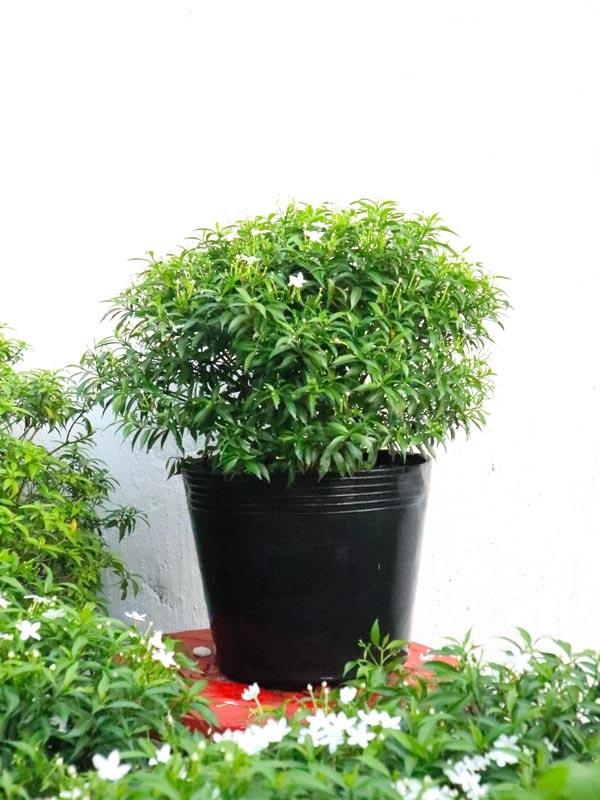 BẦU CÂY GIỐNG MAI VẠN PHÚC( CÂY MAI TIỂU THƯ)