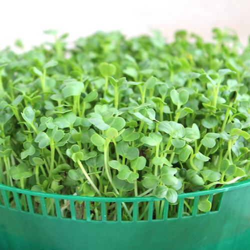 HẠT GIỐNG RAU CẢI MẦM