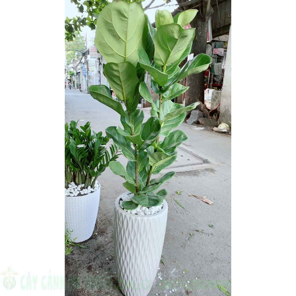 Chậu Bàng Singapore Cao 1m5