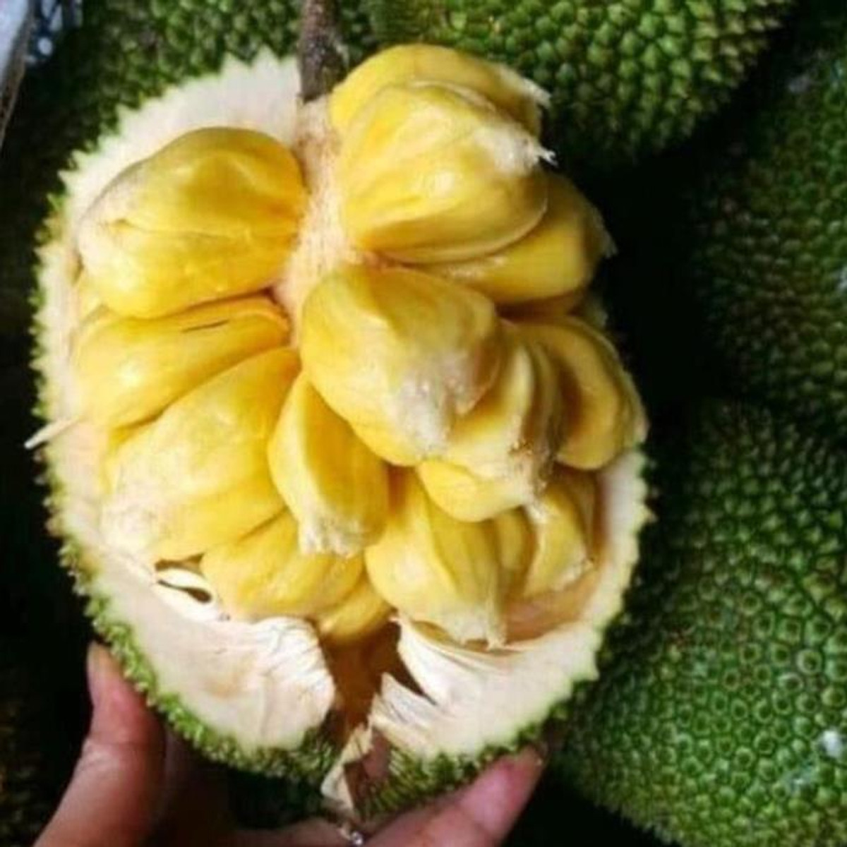 Cây giống mít tố nữ, mít tố nữ thơm ngon, mít mật , cây đẹp, giống chuẩn tặng 2 cây chè xanh