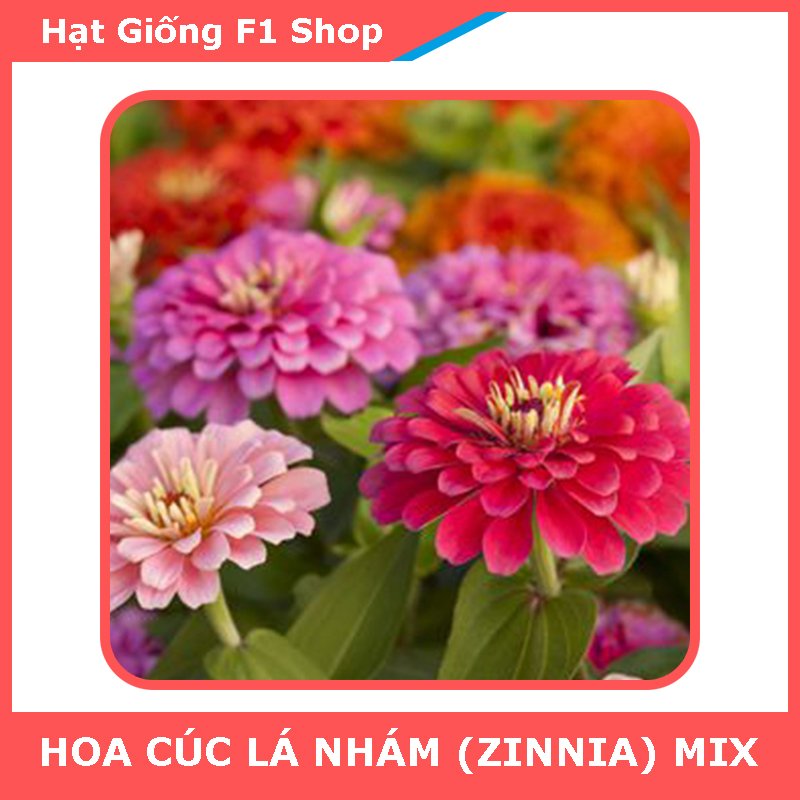 Hạt Giống Hoa Cúc Lá Nhám (Cúc Zinnia) Nhiều Màu [006.F1]