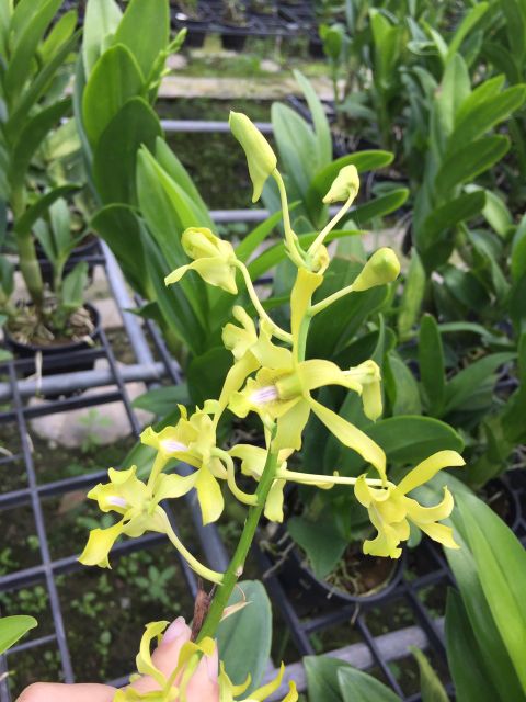 Dendro Nắng Rồng Xanh - Cây tơ sắp hoa Dòng Dendro nắng quý hiếm cấu trúc hoa rất đẹp và sang trọng. Màu sắc tươi sáng rất đáng để sưu tầm.