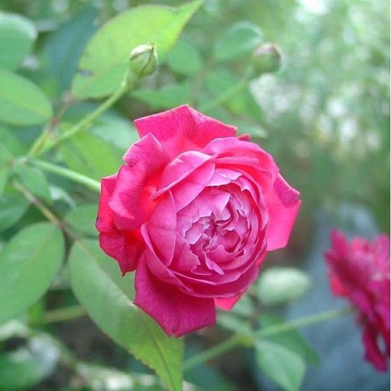 Cây giống Hoa Hồng Cổ Huế