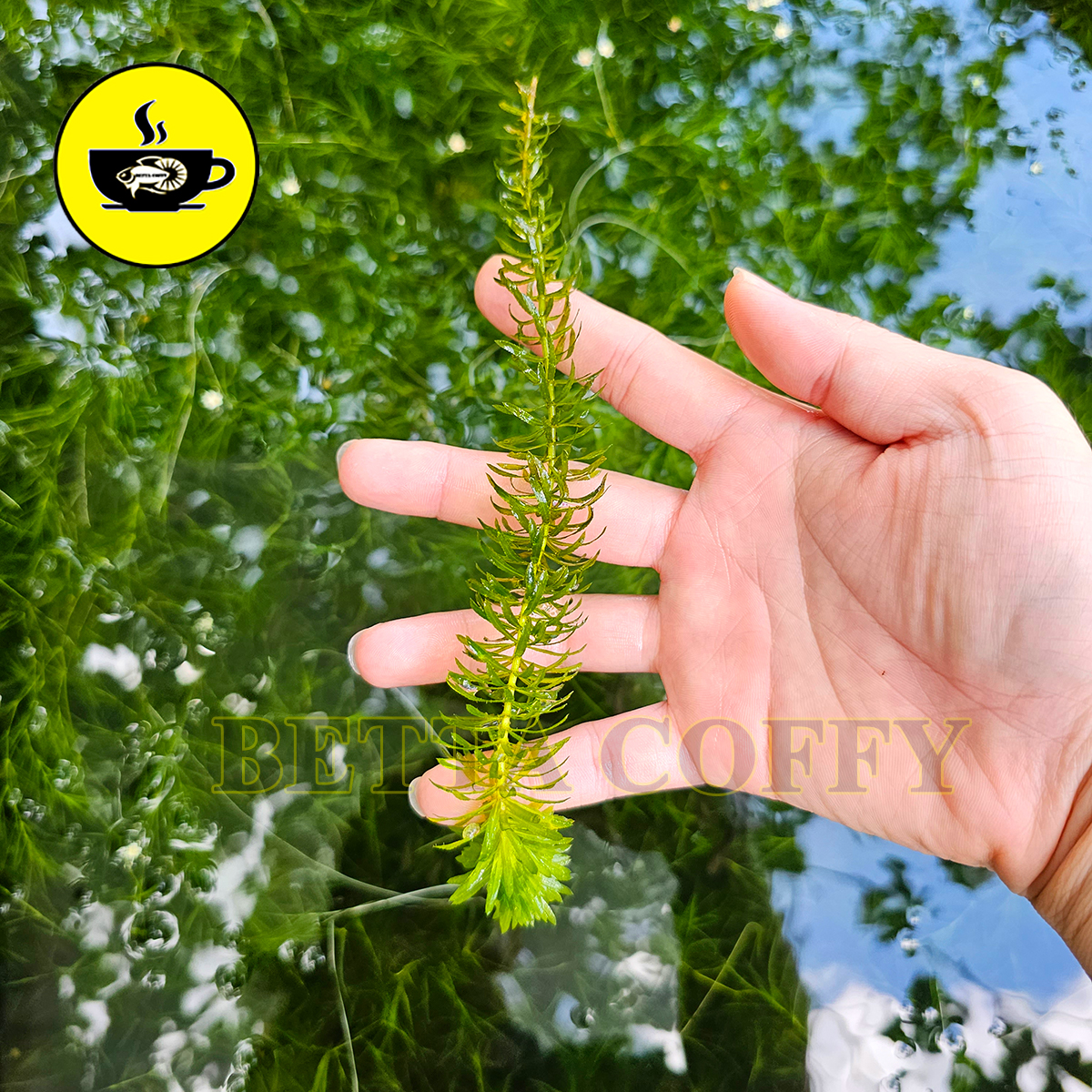 Rong La Hán Đuôi Chó Tiểu Bảo Tháp - Cây Thủy sinh trang trí hồ cá hòn non bộ