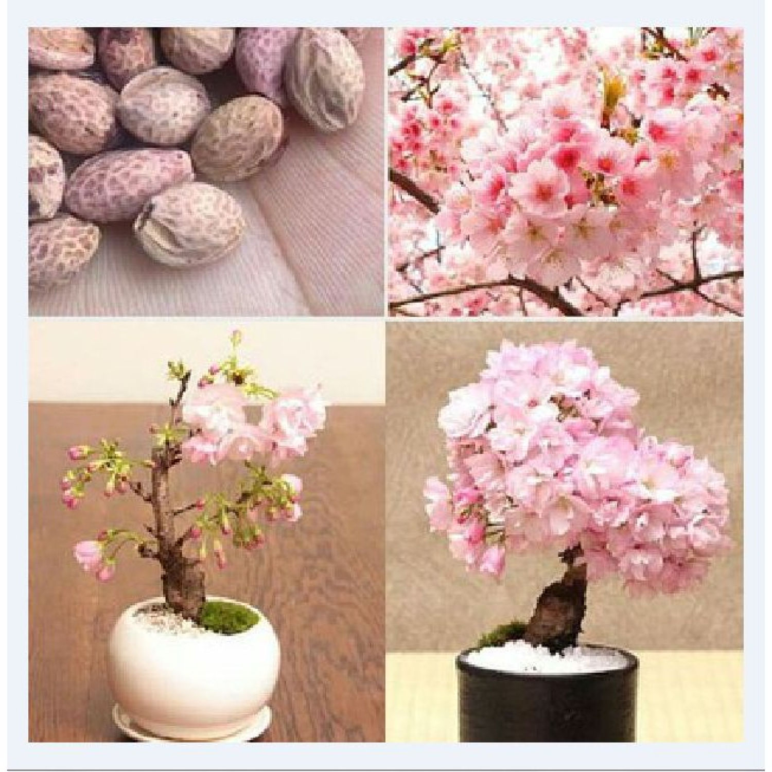 50 Hạt giống hoa anh đào Nhật Bản