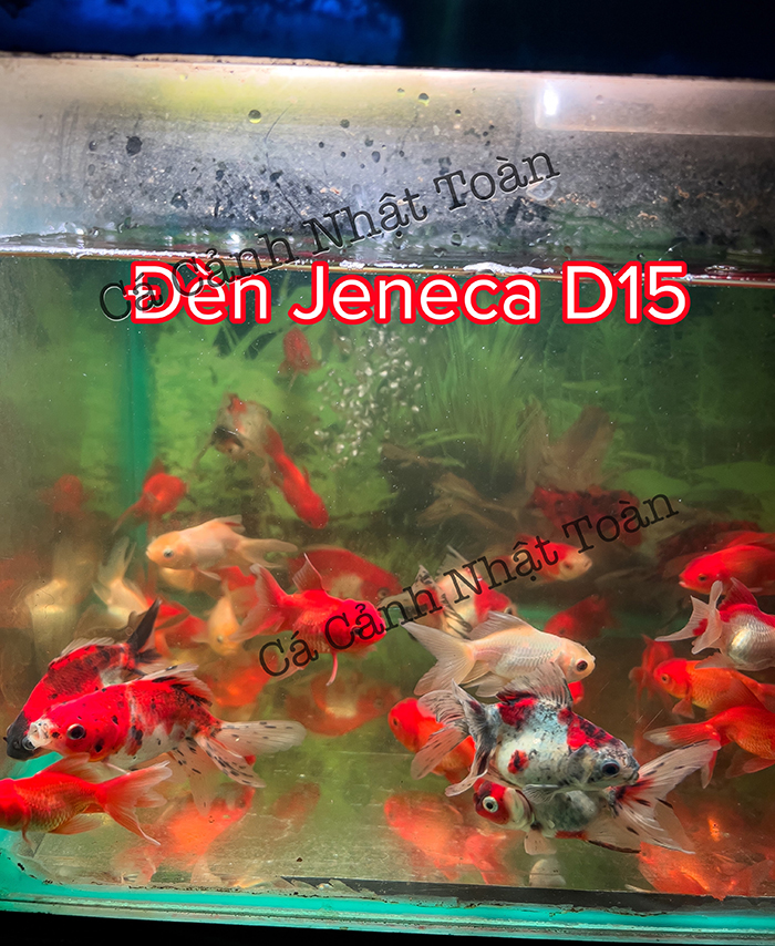 JENECA D16 ĐÈN LED KẸP MINI BỂ CÁ ĐỔI MÀU CÁ KHÔNG ĐỔI MÀU NƯỚC