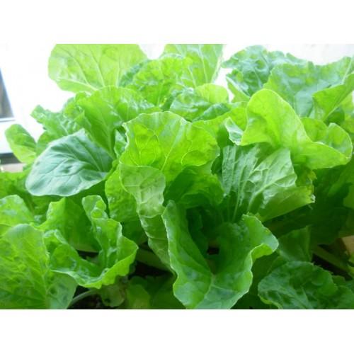Gói 10g hạt giống cải bẹ dún