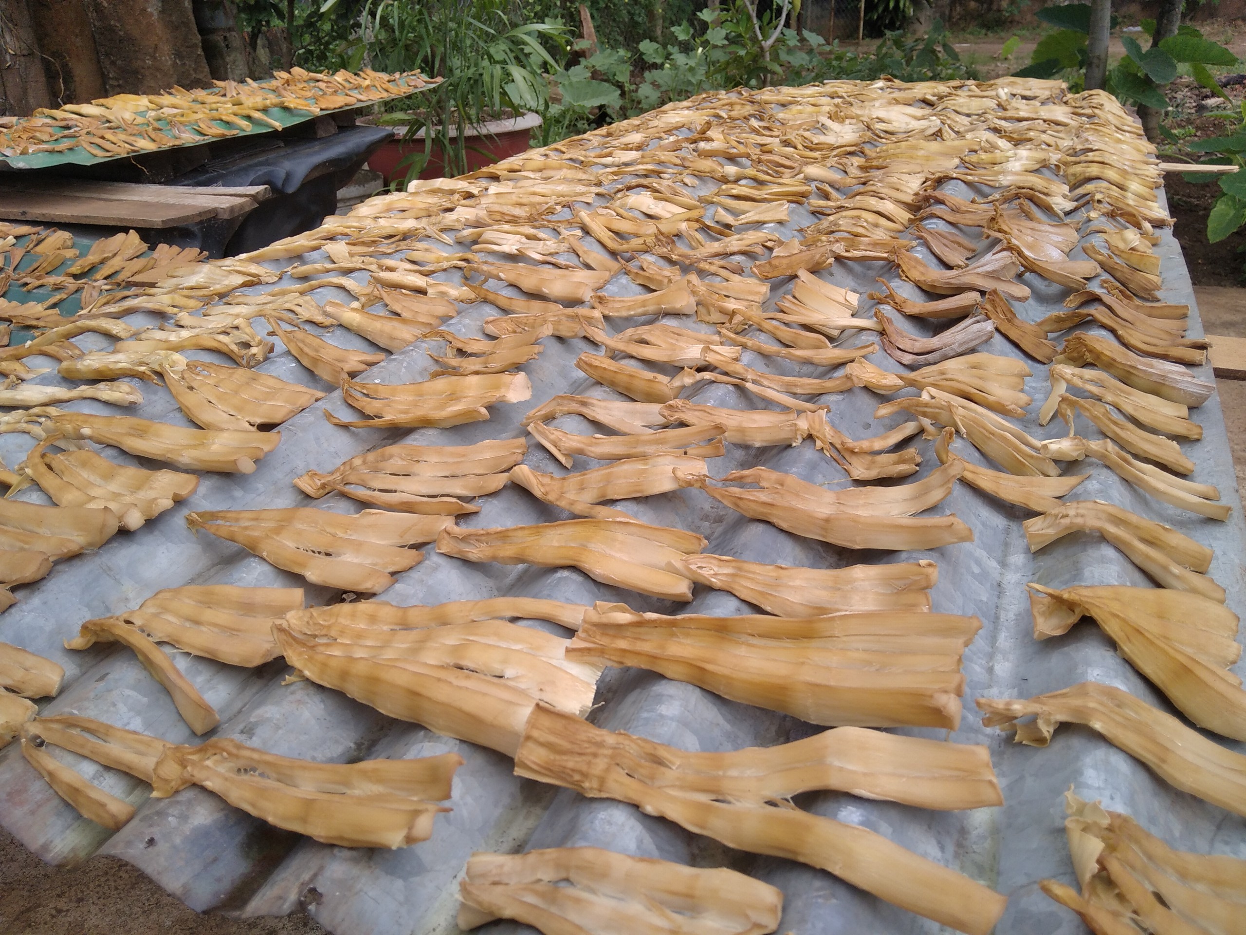 1KG MĂNG LE RỪNG ĐĂK LĂK PHƠI KHÔ