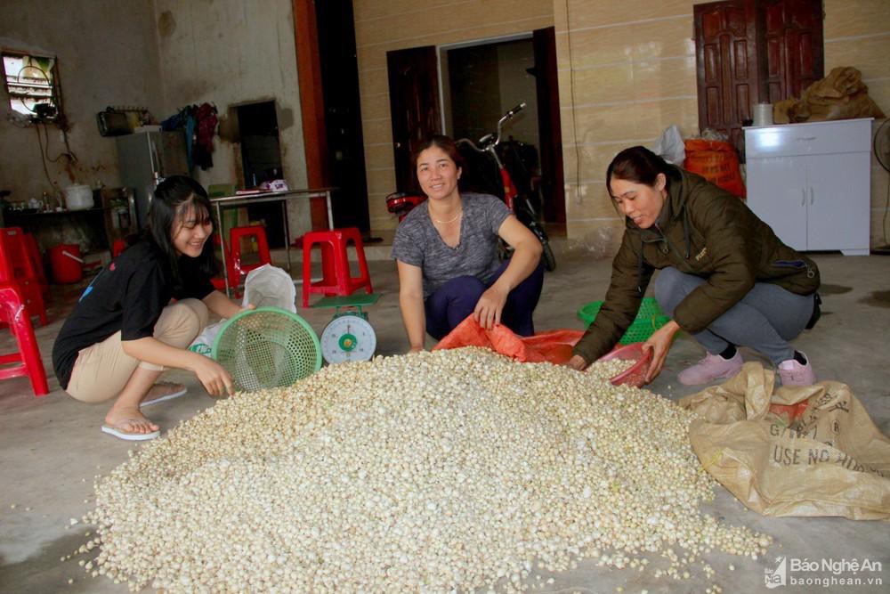 5kg hành tăm Nghệ An ( củ nén)