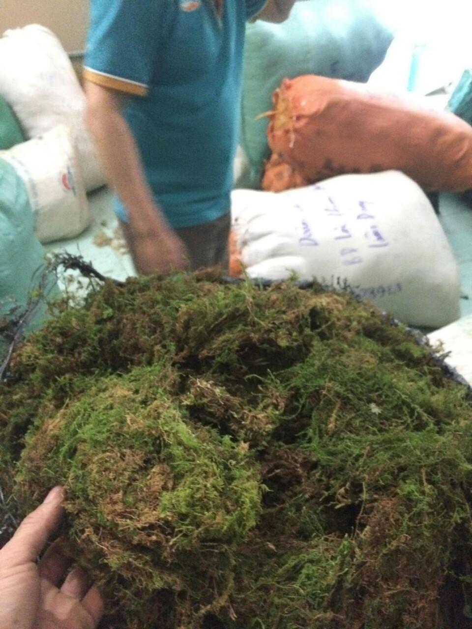 Rêu rừng trồng lan 100 gr