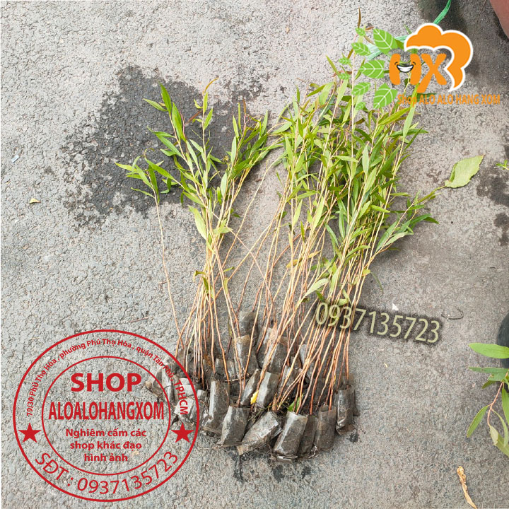 combo 50 cây bạch đàn cao sản cây giống