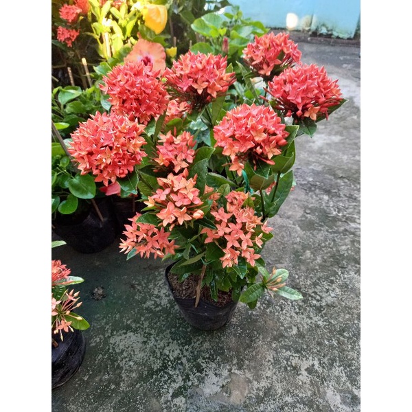 cây mẫu đơn đỏ lá trung siêu hoa
