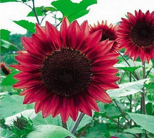 Hạt Giống Hoa Hướng Dương Đỏ (10 Hạt)