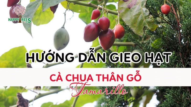 Hạt giống cà chua thân gỗ Tamarillo ( 10 hạt/gói )