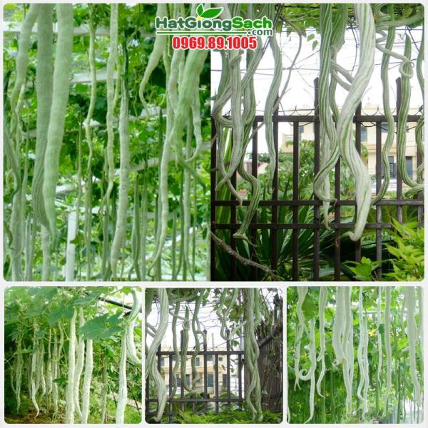 [HCM]Hạt Giống Mướp Nhật quà dài (Mướp rắn) - 5 hạt