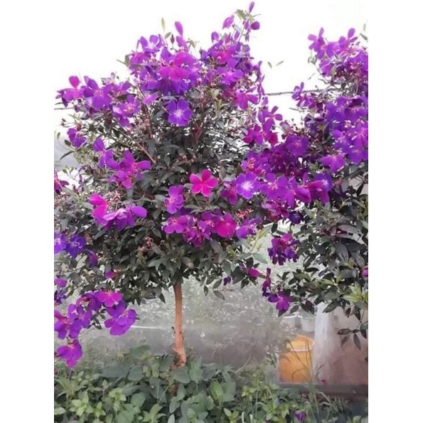 Cây giống sim thái hoa quanh năm